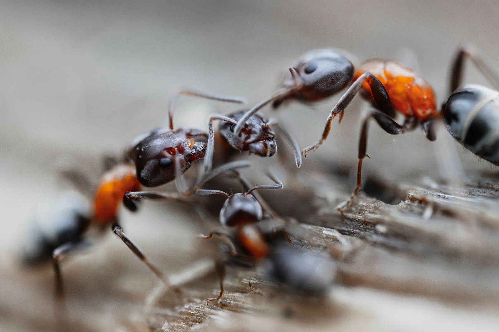 Ants in close view, showing their bodies and movement along a surface.