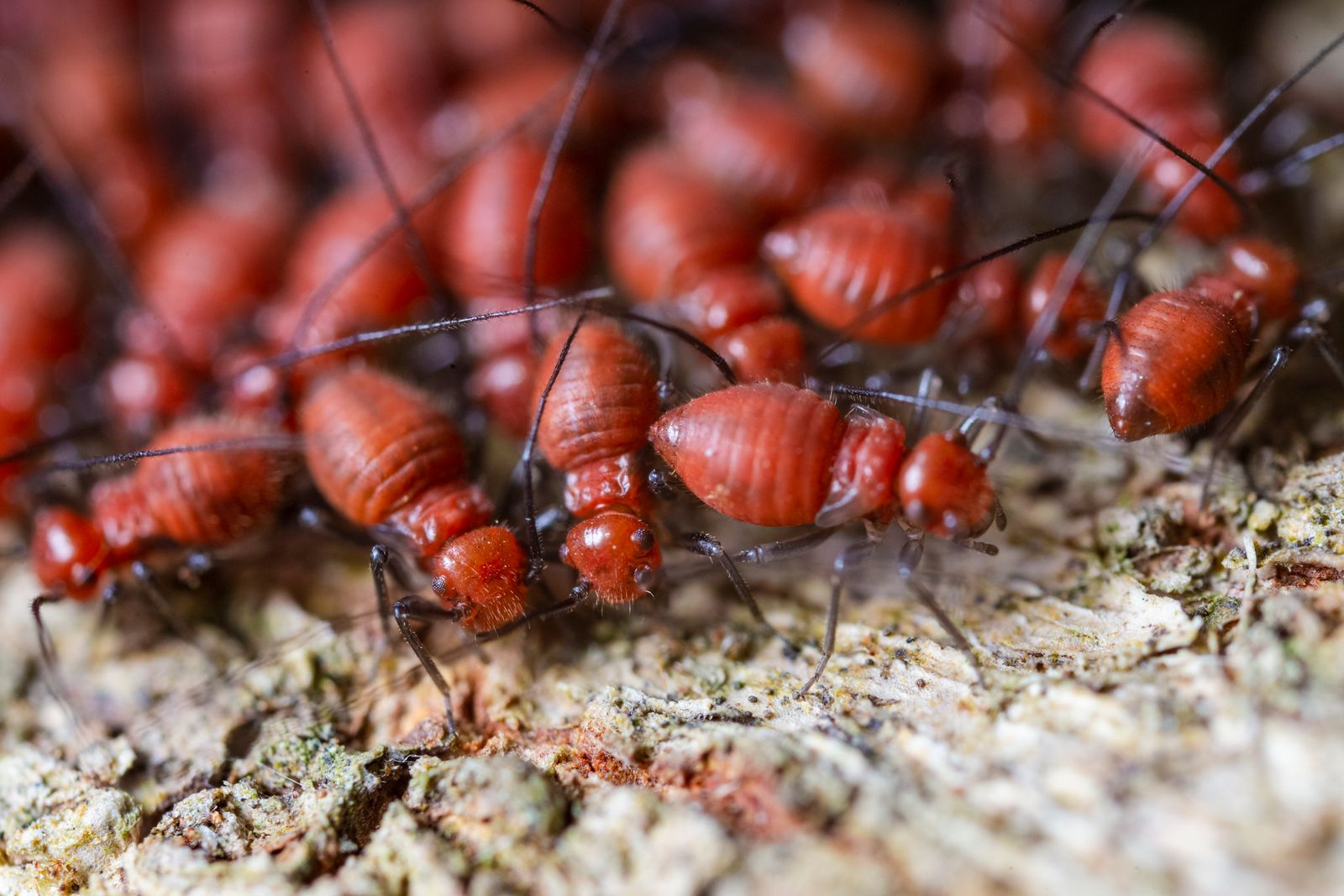A second close view of ants moving across a textured surface.